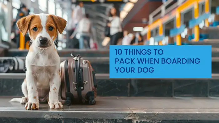 10 Things To Pack When Boarding Your Dog