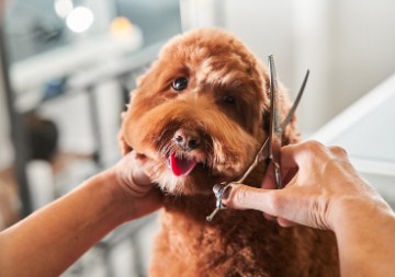 Full Makeover| Full Grooming Medium Dog (Includes Haircut/Shave)