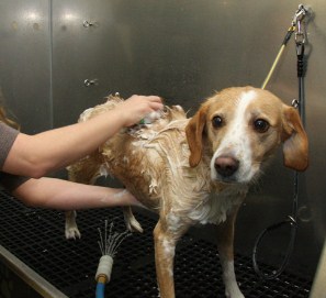 Wiggle Wash | Medium Dog ( Basic Grooming Without Haircut/Shave)
