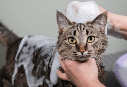 Purrfect Fresh | Cat Basic Grooming(Without Haircut/Shave)