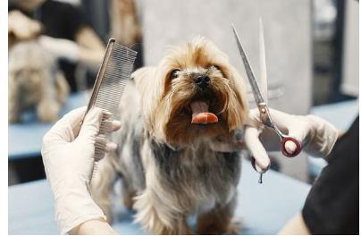 Full Makeover | Small Dog Full Grooming(Includes Haircut/Shave)