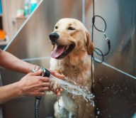 Wiggle Wash | Basic Grooming Large Dog (Without Haircut/Shave)