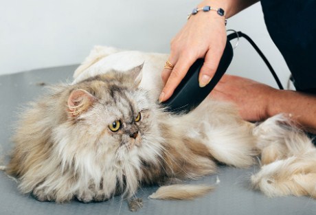 Ultimate Luxury | Cat Full Grooming (Includes Haircut/Shave)