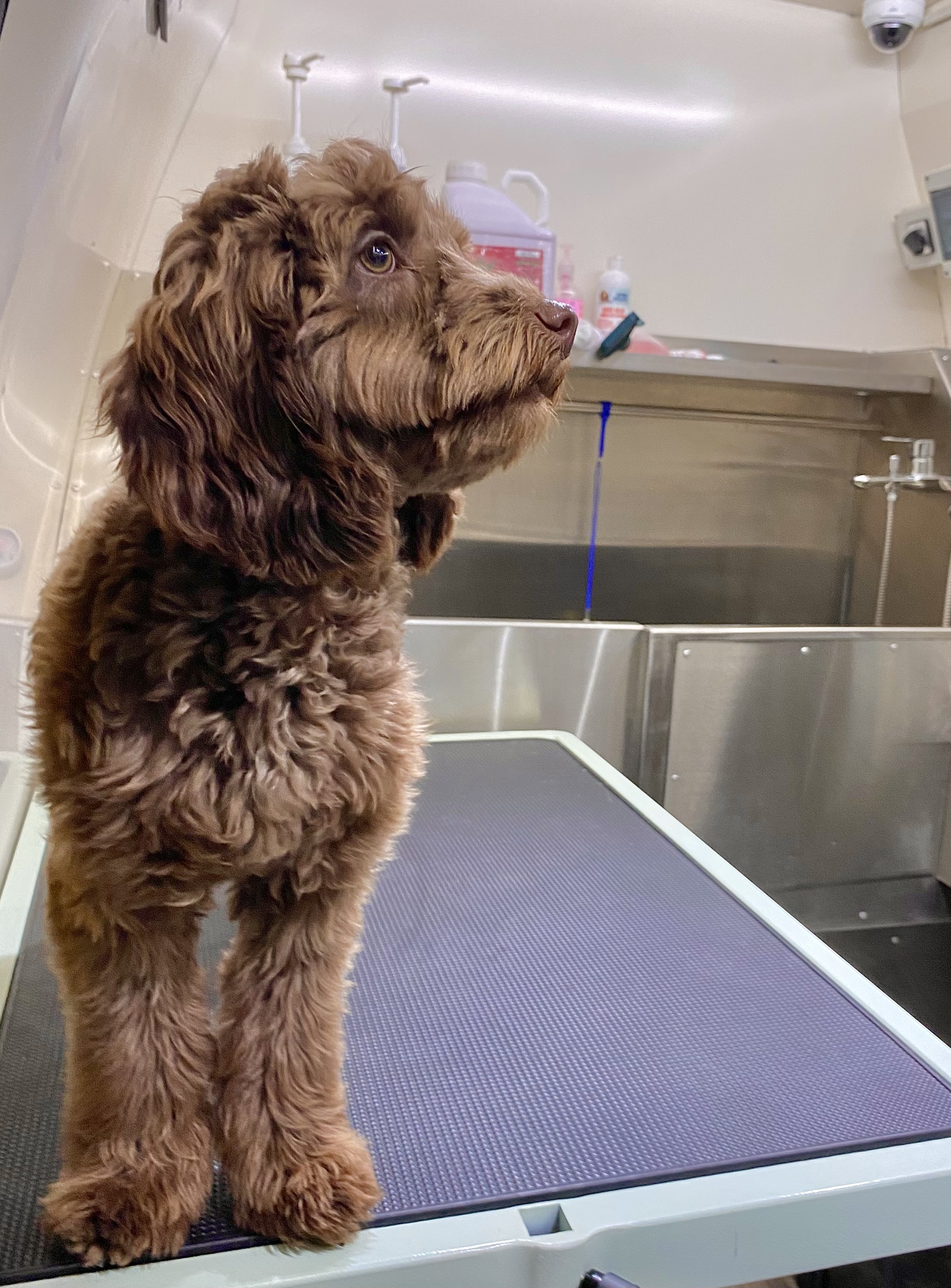 Paw Society Mobile Grooming